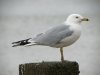Ring-billed Gull at Westcliff Seafront (Steve Arlow) (59284 bytes)